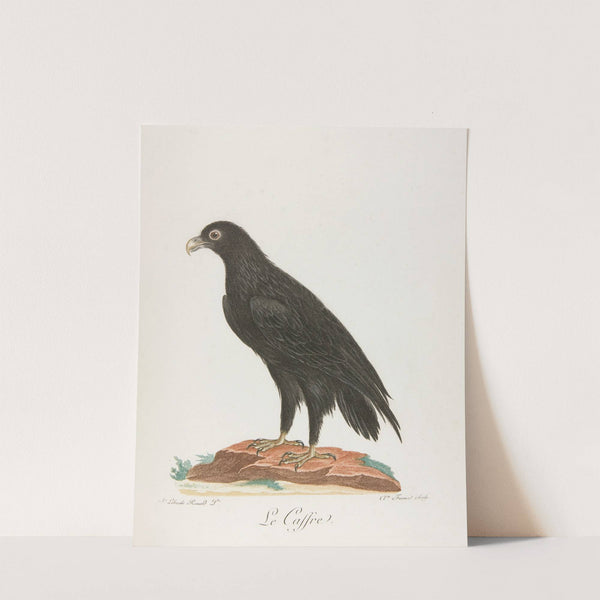 Le caffre (18th century) by François Levaillant