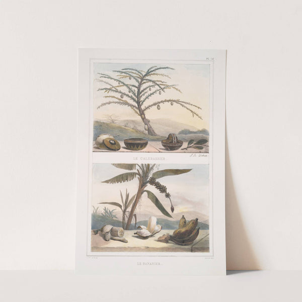 Le calebassier; Le bananier (1834 - 1839) by Jean Baptiste Debret