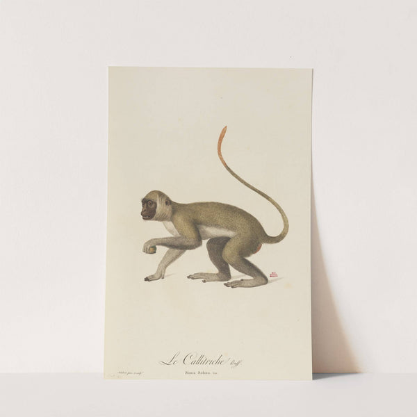 Le Callitriche by Jean-Baptiste Audebert