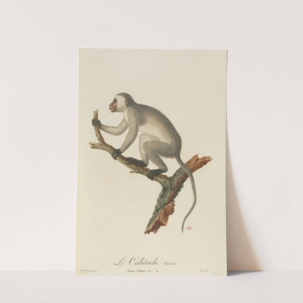 Le Callitriche variété a by Jean-Baptiste Audebert