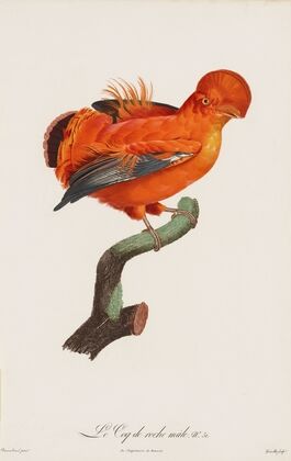 Le Coq De Roche Male (Male Cock-Of-The Rock)