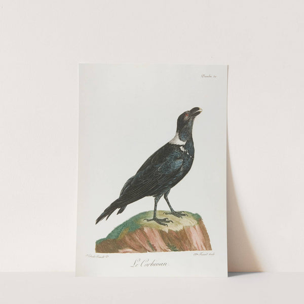 Le corbivan (18th century) by François Levaillant