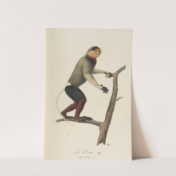 Le Douc by Jean-Baptiste Audebert