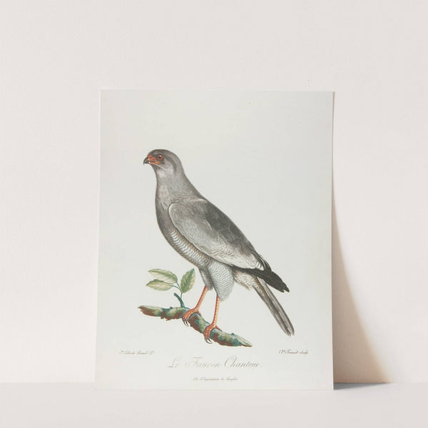 Le faucon chanteur (18th century) by François Levaillant