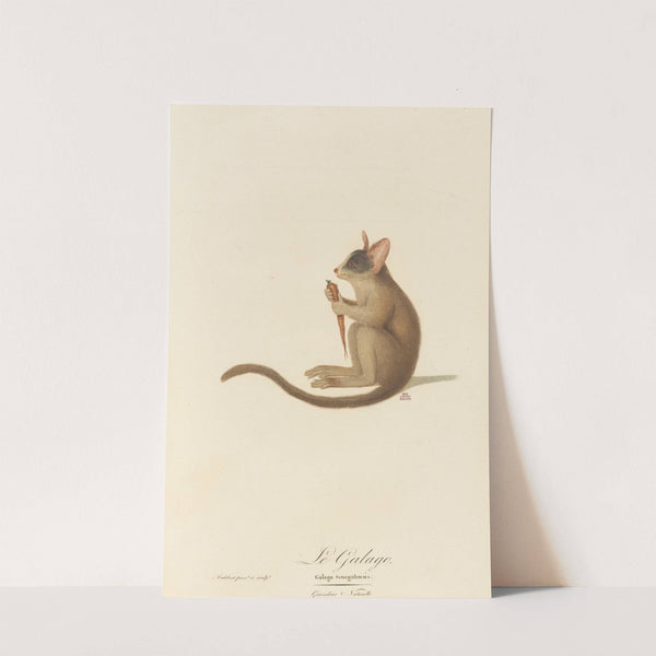 Le Galago by Jean-Baptiste Audebert