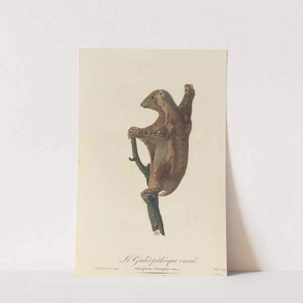 Le Galéopithèque varie by Jean-Baptiste Audebert