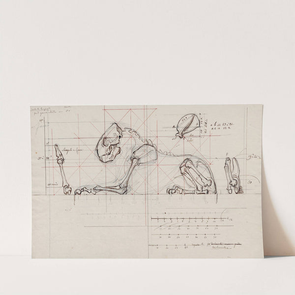 Le Géant de la Côte’ represented as a skeleton by David Humbert de Superville