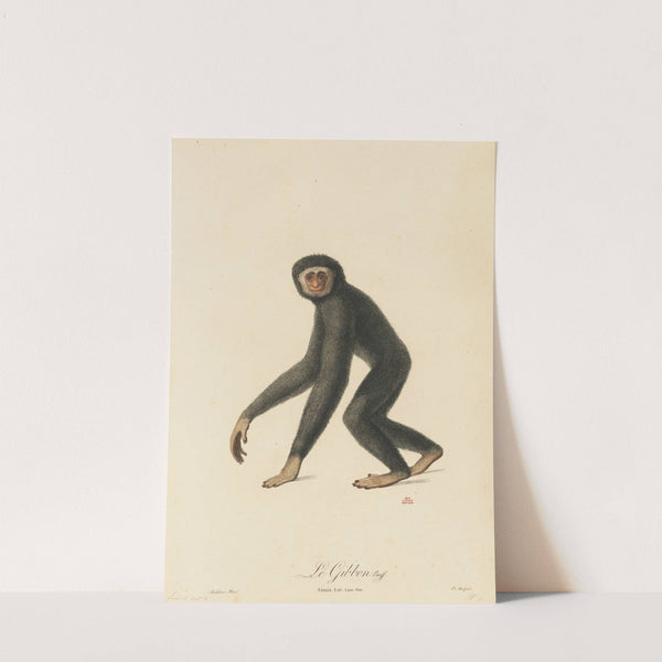 Le Gibbon by Jean-Baptiste Audebert