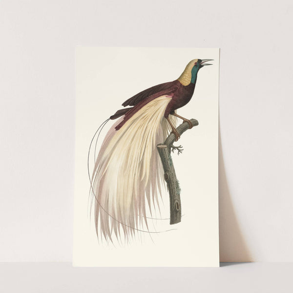 Le grand Oiseau de Paradis, éméraude, mâle by Jacques Barraband