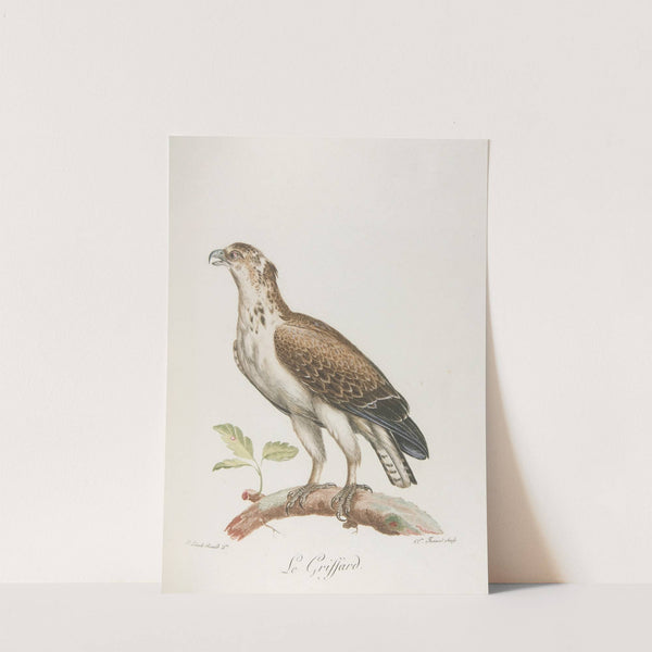 Le griffard (18th century) by François Levaillant