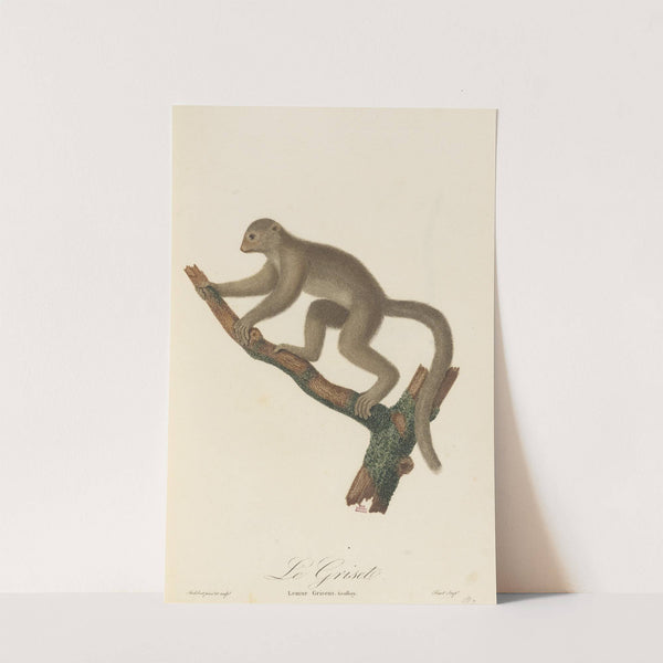 Le Griset by Jean-Baptiste Audebert