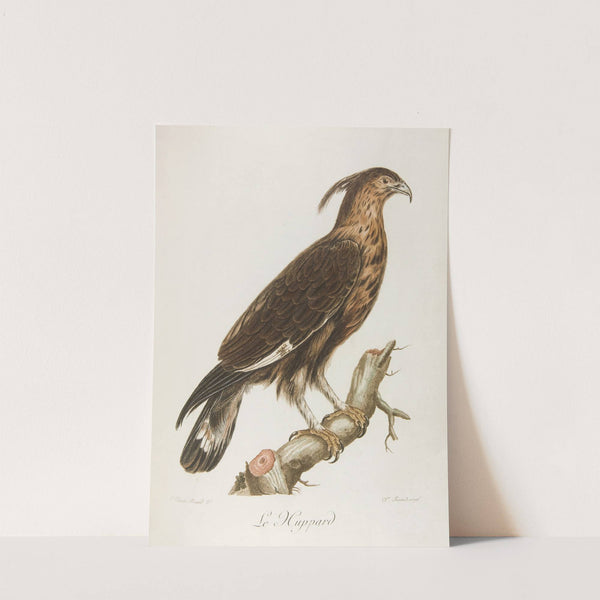 Le huppard (18th century) by François Levaillant