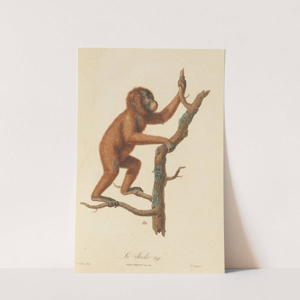 Le Jocko by Jean-Baptiste Audebert