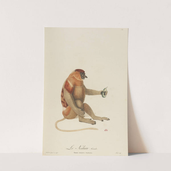 Le Kahau by Jean-Baptiste Audebert