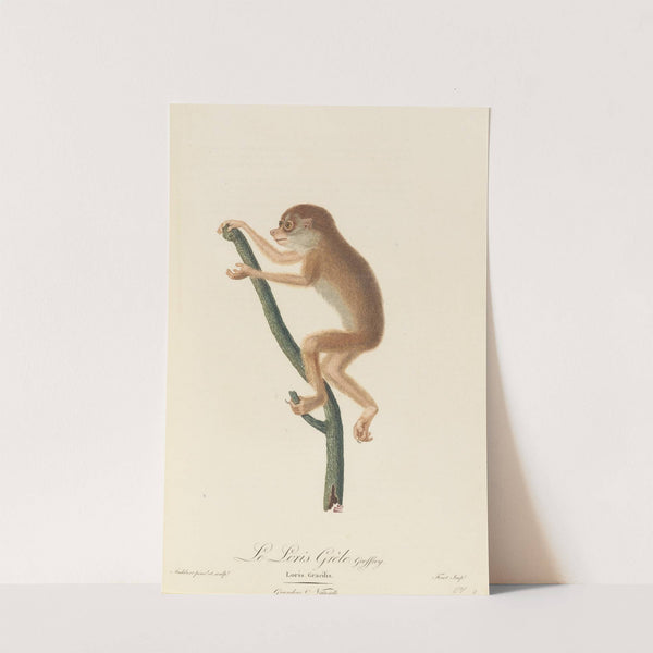 Le Loris gréle by Jean-Baptiste Audebert