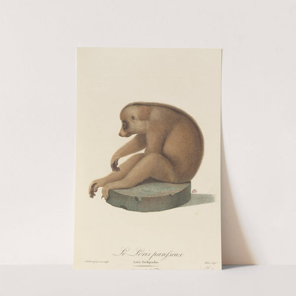 Le Loris paresseux by Jean-Baptiste Audebert