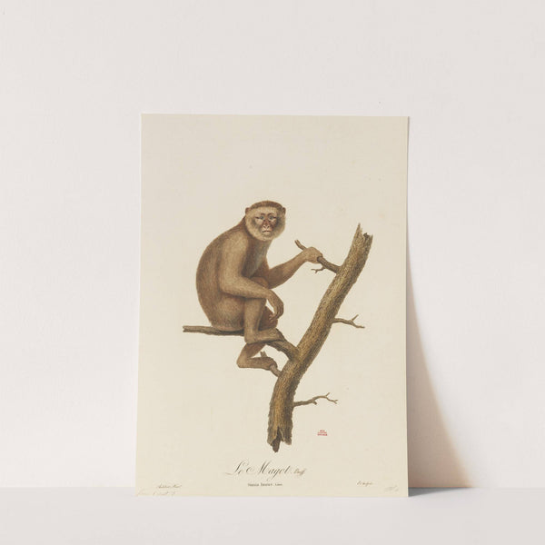 Le Magot by Jean-Baptiste Audebert