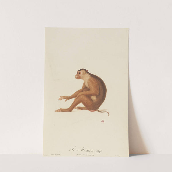 Le Maimon by Jean-Baptiste Audebert