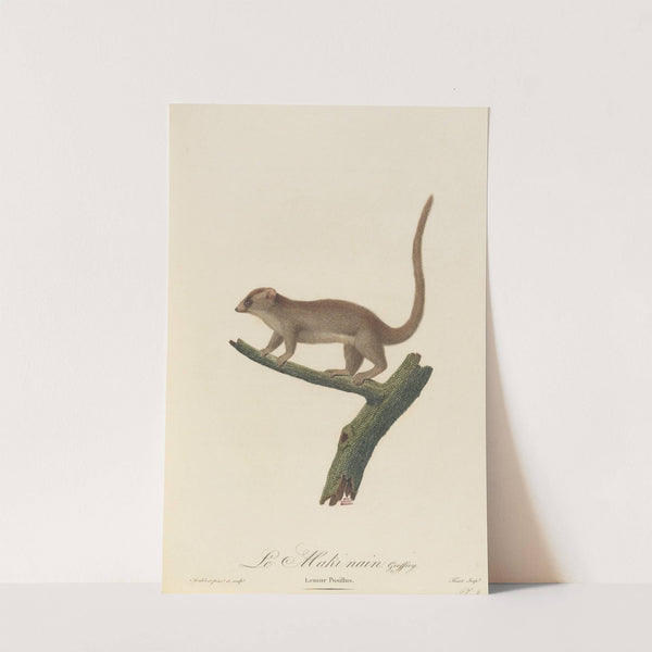 Le Maki nain (1797) by