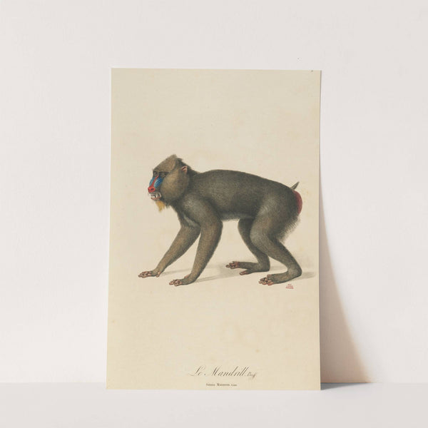 Le Mandrill by Jean-Baptiste Audebert