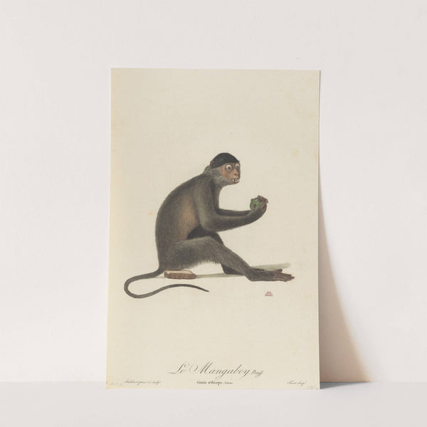 Le Mangabey by Jean-Baptiste Audebert