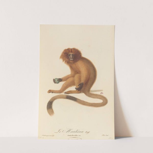 Le Marikina by Jean-Baptiste Audebert