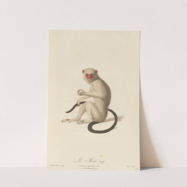 Le Mico by Jean-Baptiste Audebert