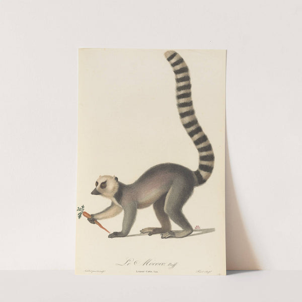 Le Mococo by Jean-Baptiste Audebert