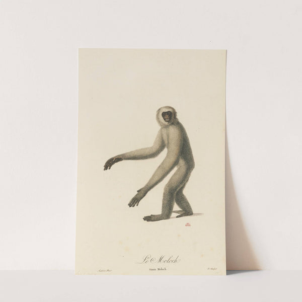 Le Moloch by Jean-Baptiste Audebert