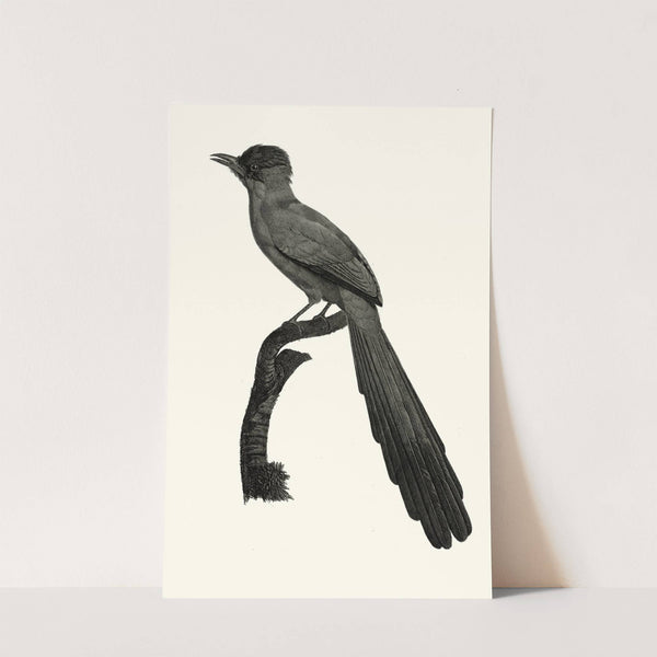 Le Momot dombé. by Jacques Barraband