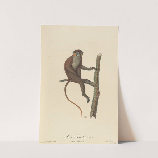 Le Moustac by Jean-Baptiste Audebert