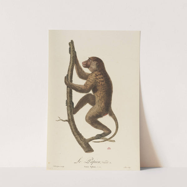 Le Papion, variété A by Jean-Baptiste Audebert