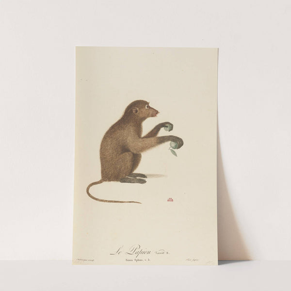 Le Papion, variété B by Jean-Baptiste Audebert