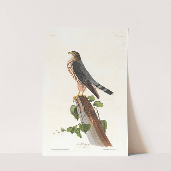 Le petit caporal by John James Audubon