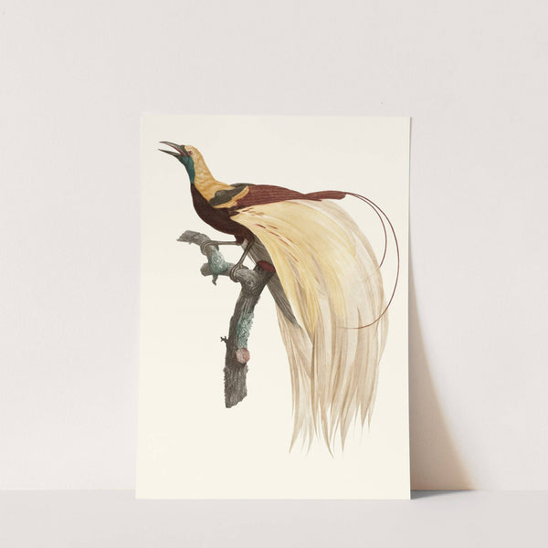 Le petit Oiseau de paradis Emeraude, mâle. by Jacques Barraband