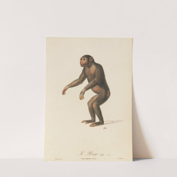 Le Pongo by Jean-Baptiste Audebert