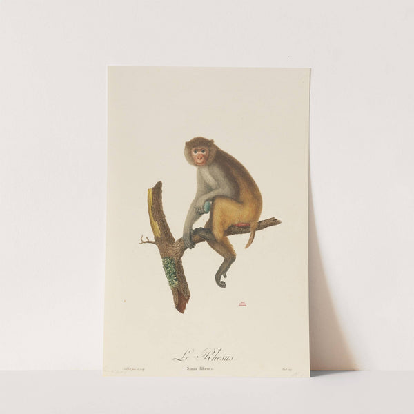 Le Rhesus by Jean-Baptiste Audebert