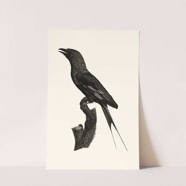 Le Rollier à ventre bleu. by Jacques Barraband