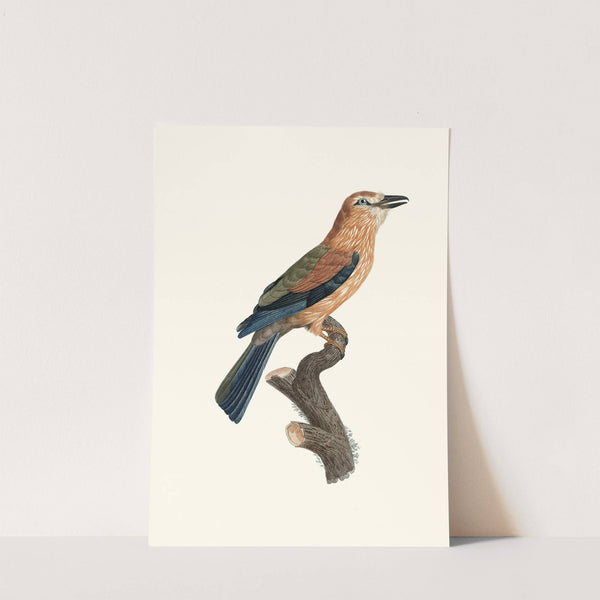 Le Rollier, varié d'Afrique, jeune âge. by Jacques Barraband