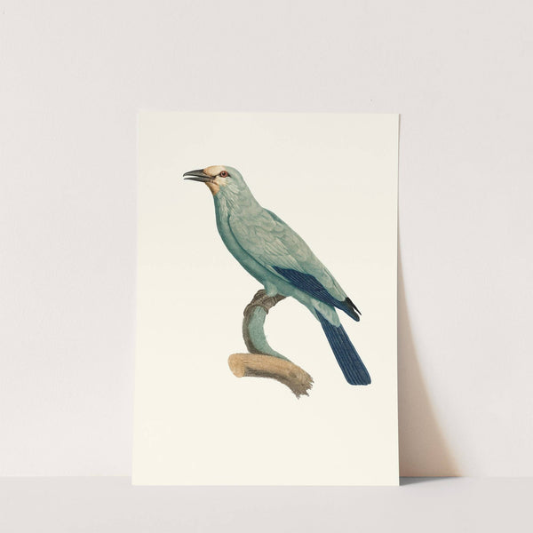 Le Rollier verd. by Jacques Barraband