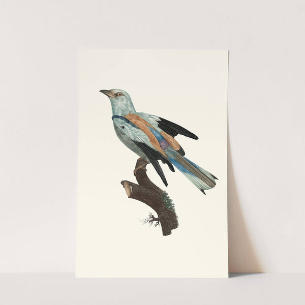 Le Rollier vulgaire, mâle. by Jacques Barraband