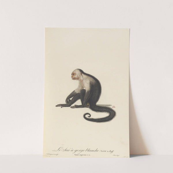 Le Sai a gorge blanche by Jean-Baptiste Audebert