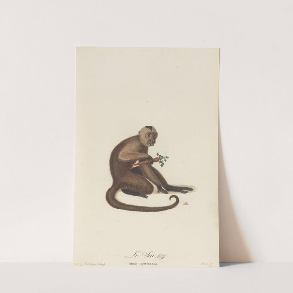 Le Sai by Jean-Baptiste Audebert