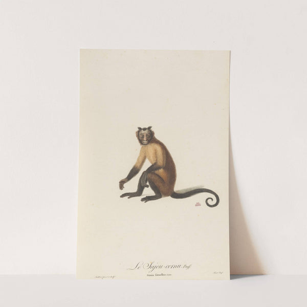 Le Sajou cornu by Jean-Baptiste Audebert