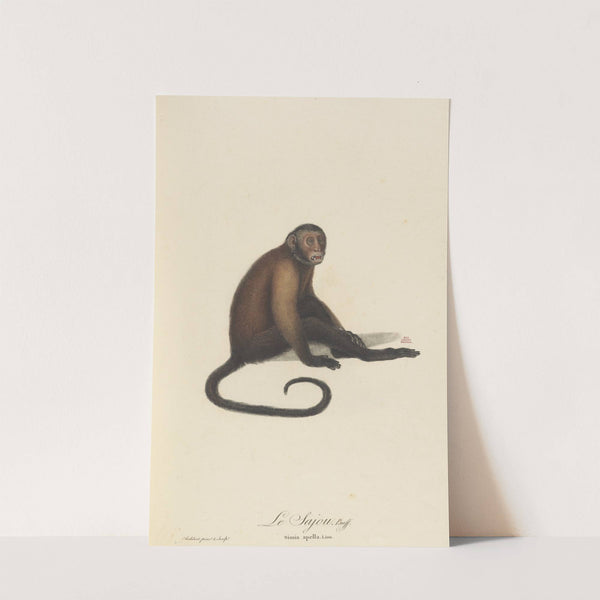 Le Sajou by Jean-Baptiste Audebert