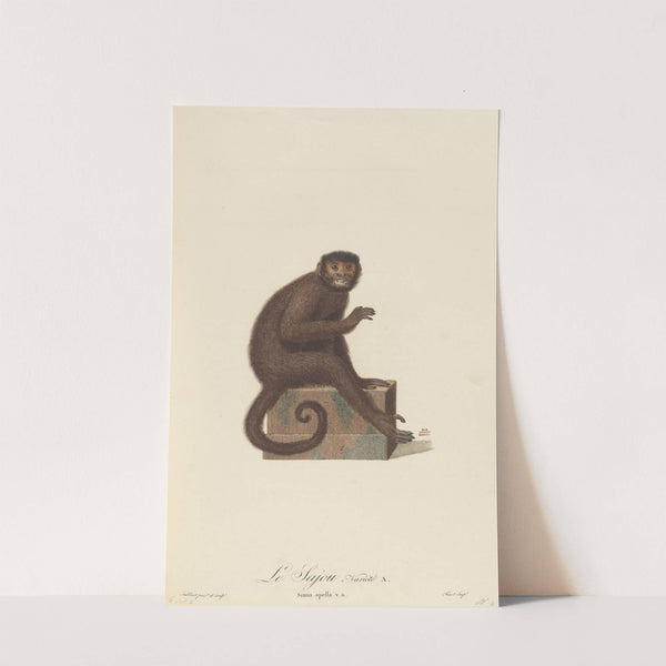 Le Sajou variété a by Jean-Baptiste Audebert