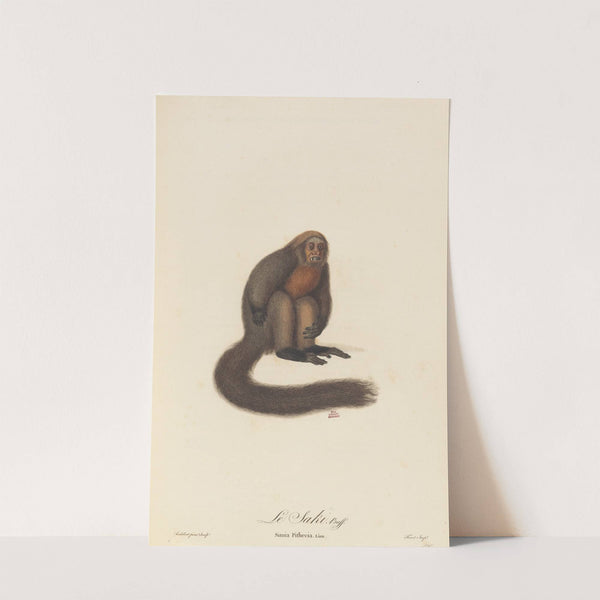 Le Saki by Jean-Baptiste Audebert