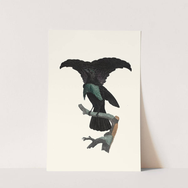 Le Superbe dans l'état du repos. by Jacques Barraband