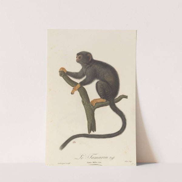 Le Tamarin by Jean-Baptiste Audebert