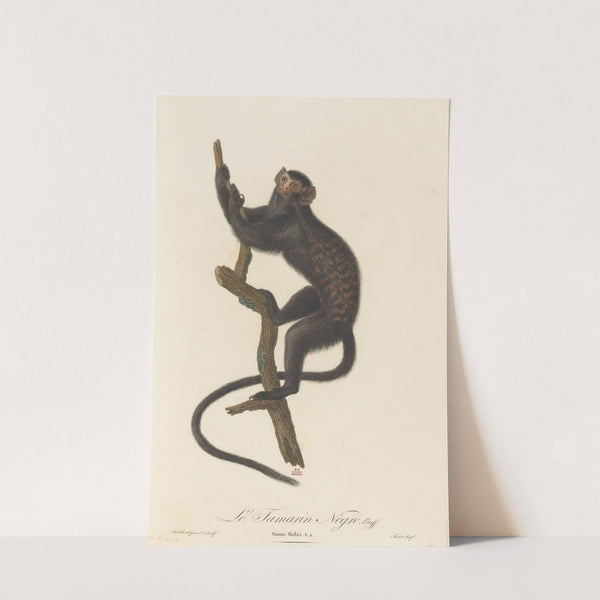 Le Tamarin Negre by Jean-Baptiste Audebert